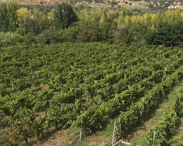 Bodegas Pura Vida viñedo