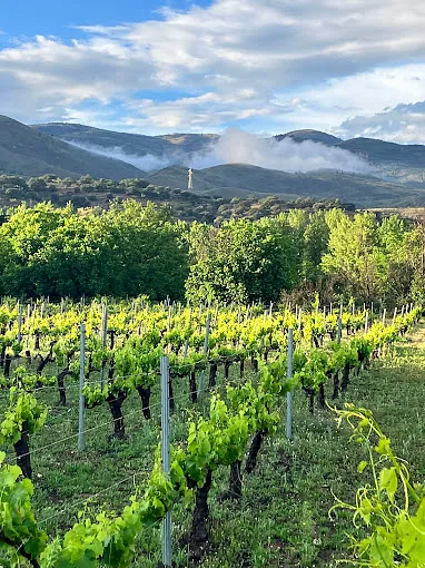 Bodegas Pura Vida viñedo