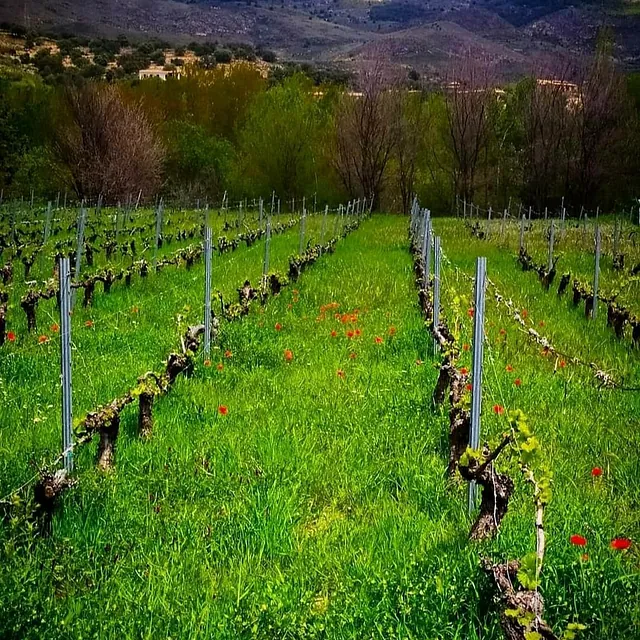 Bodegas Pura Vida viñedo